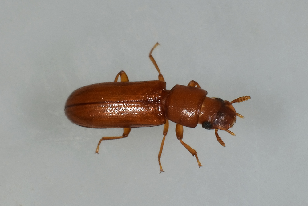 Latheticus oryzae (Tenebrionidae).